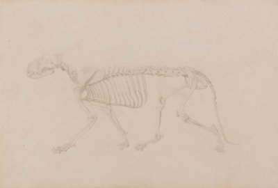 Tiikeriluuranko, sivunäkymä (Huippuvalmis tutkimus taulukolle IV) tekijältä George Stubbs