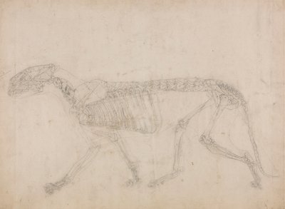 Esqueleto do tigre, vista lateral (provavelmente o estudo principal do esqueleto) finlandês tekijältä George Stubbs