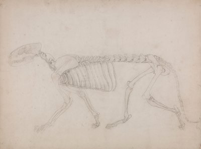 Tiikeriluuranko, sivunäkymä tekijältä George Stubbs