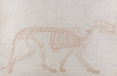 Tiikeriluuranko, sivunäkymä tekijältä George Stubbs