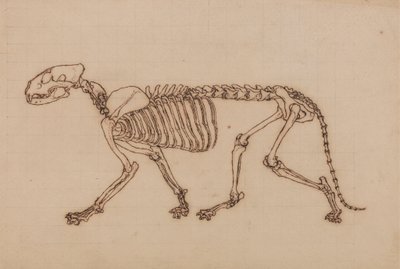 Tiikeriluuranko, sivunäkymä tekijältä George Stubbs