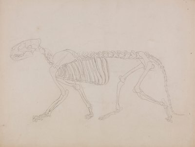 Tiikeriluuranko, sivunäkymä tekijältä George Stubbs