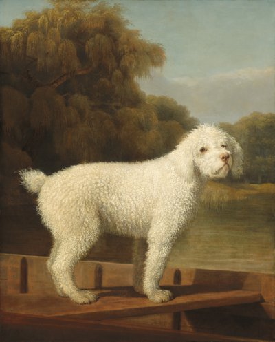 Valkoinen villakoira puntissa tekijältä George Stubbs
