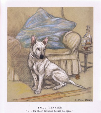 Bullterrieri (värilitro) tekijältä George Vernon Stokes