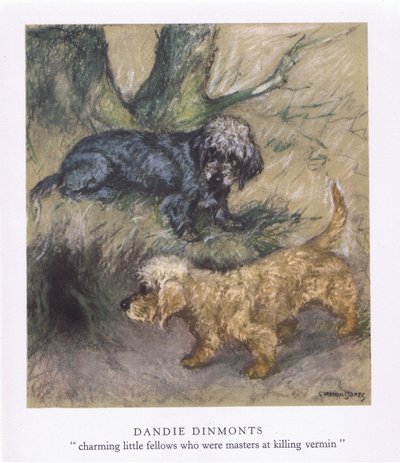 Dandie Dimonts (värilliset litografiat) tekijältä George Vernon Stokes