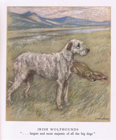 Irlanninsusikoira (värilitografia) tekijältä George Vernon Stokes