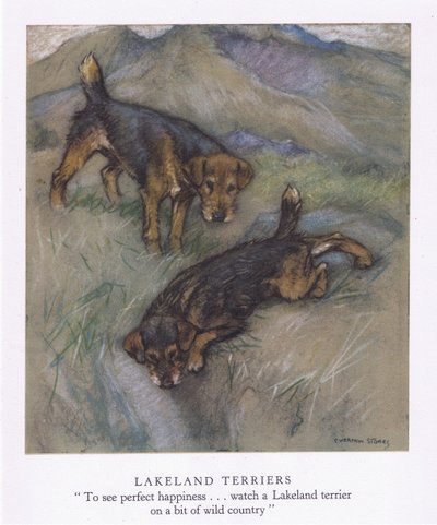 Lakelandin terrierit (värilitro) tekijältä George Vernon Stokes