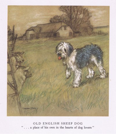 Vanha englanninpaimenkoira (värilitro) tekijältä George Vernon Stokes
