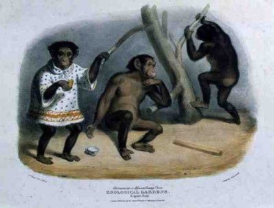Simpanssi tai afrikkalainen orangi-utan eläintieteellisessä puutarhassa, Regent