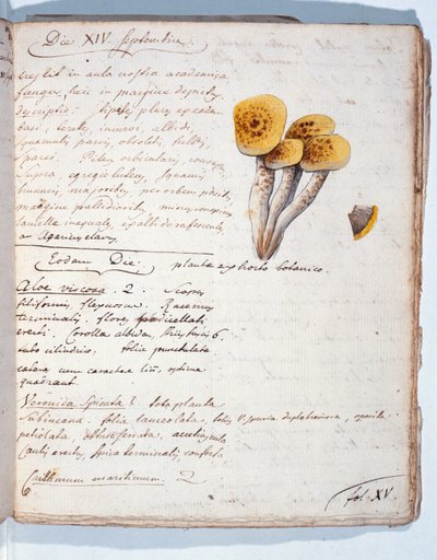 Kuva sienilajista, taiteilijan "Diarium Botanicum", 1786 (kynä ja muste ja wc paperilla) tekijältä Georges Cuvier