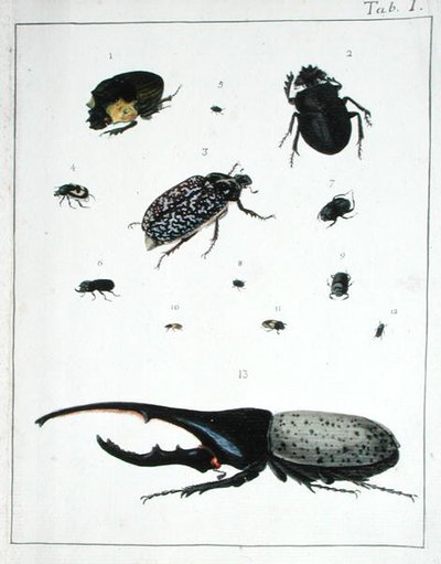 Erilaisia kovakuoriaisia, levy I 