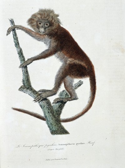 Luonnonhistoriallinen levy: Semnopitheque pyrrhusia kuvaava eläintieteellinen levy; Semnopithecus pyrrhus (Horsfieldistä) - luonnontieteilijä Georges Louis Leclercin, Buffonin kreivin (1707 - 1788) teoksessa "" Completely Works of Buffon". Kaiverrus vuodel tekijältä Georges Louis Leclerc