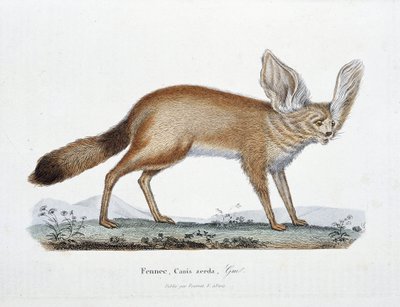 Luonnonhistoriallinen levy: Eläintieteelliset taulut, jotka edustavat Le Fenneciä, Canis zerdaa - luonnontieteilijä Georges Louis Leclercin, Buffonin kreivin (1707 - 1788) "" Buffonin valmistujat" -kirjassa. Kaiverrus vuodelta 1837. tekijältä Georges Louis Leclerc