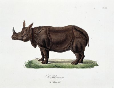 Natural History Plate: Eläintieteelliset taulut, jotka edustavat Le Rhinocerosia - luonnontieteilijä Georges Louis Leclercin, Buffonin kreivin (1707 - 1788) teoksessa "" Completes of Buffon"". Kaiverrus vuodelta 1837. tekijältä Georges Louis Leclerc