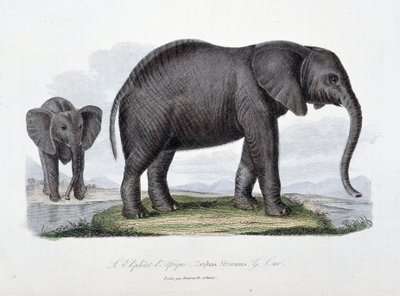 Natural History Plate: eläintieteellinen taulu, joka edustaa afrikkalaista norsua; Elephas Africanus - luonnontieteilijä Georges Louis Leclercin, Buffonin kreivin (1707 - 1788) teoksessa "Buffonin valmiit". Kaiverrus vuodelta 1837. tekijältä Georges Louis Leclerc