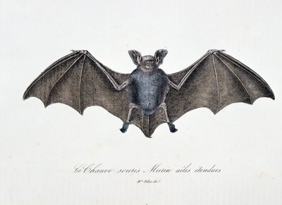 Luonnonhistoriallinen levy: Zoologinen taulu, joka edustaa Bat Murinin pidennettyjä siipiä – luonnontieteilijä Georges Louis Leclercin, Buffonin kreivin (1707 - 1788) teoksessa "Buffonin teokset". Kaiverrus vuodelta 1837. tekijältä Georges Louis Leclerc