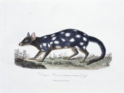 Natural History Plate: Zoologinen taulu, joka edustaa Dasyure Viverriniä, Dasyurus Viverrinusta - luonnontieteilijä Georges Louis Leclercin, Buffonin kreivin (1707 - 1788) teoksessa "" Completely Works of Buffon"". Kaiverrus vuodelta 1837. tekijältä Georges Louis Leclerc