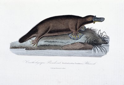 Luonnonhistoriallinen levy: Zoologinen taulu, joka edustaa ornithorync Paradoxal (Ornithorhynchus Paradoxux), Blumenb - luonnontieteilijä Georges Louis Leclercin, Buffonin kreivin (1707 - 1788) "" Buffonin teoksissa". Kaiverrus vuodelta 1837. tekijältä Georges Louis Leclerc