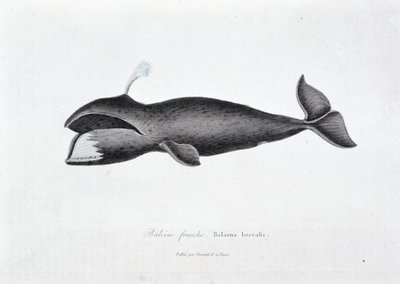 Natural History Plate: Zoologinen taulu, joka edustaa oikeaa valasta, Balaena borealis - teoksessa "" Works of Buffon"", jonka on kirjoittanut luonnontieteilijä Georges Louis Leclerc, Buffonin kreivi (1707 - 1788). Kaiverrus vuodelta 1837. tekijältä Georges Louis Leclerc