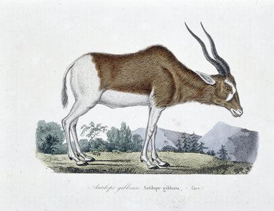 Natural History Plate: Zoologinen kartta, joka kuvaa Gibbous-antilooppia, Gibbosa-antilooppia, Savia - luonnontieteilijä Georges Louis Leclercin, Buffonin kreivin (1707 - 1788) teoksessa "" Completely Works of Buffon"". Kaiverrus vuodelta 1837. tekijältä Georges Louis Leclerc