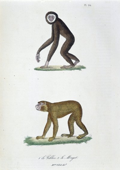 Luonnontieteellinen lautakunta: Eläintieteelliset taulut, jotka edustavat 1. Guibbonia ja 2. Le Magotia - luonnontieteilijä Georges Louis Leclercin, Buffonin kreivin (1707 - 1788) teoksessa "" Complete Works of Buffon"". Kaiverrus vuodelta 1837. tekijältä Georges Louis Leclerc