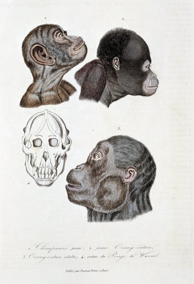 Luonnontieteellinen lautakunta: Eläintieteellisen lautakunnan edustaja 1. Nuori simpanssi; 2. nuori Orang outan (orang-utan, orang outang, orang-utang); 3. Orang outan aikuinen; 4. Crane du Pongo de Wurmb - luonnontieteilijä Georges Louis Leclercin teokses tekijältä Georges Louis Leclerc