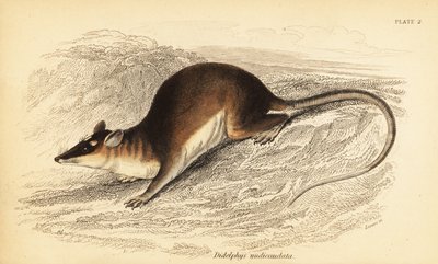 Ruskea nelisilmäinen opossumi, Metachirus nudicaudatus. ,1841 (kaiverrus) tekijältä Georges Robert Waterhouse