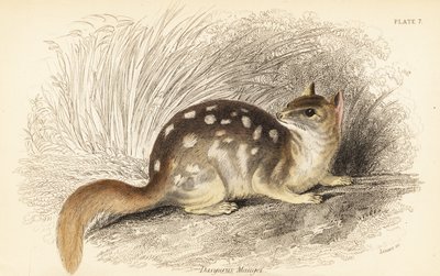 Itäinen quoll, Dasyurus pesukarhu. Uhanalainen. ,1841 (kaiverrus) tekijältä Georges Robert Waterhouse