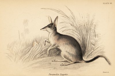 Suuri bilby, Macrotis lagotis. Uhanalainen. ,1841 (kaiverrus) tekijältä Georges Robert Waterhouse