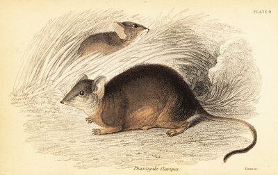 Mardo eli keltajalkainen antechinus, Antechinus flavipes. ,1841 (kaiverrus) tekijältä Georges Robert Waterhouse