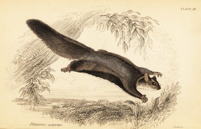 Oravaliito, Petaurus norfolcensis., 1841 (kaiverrus) tekijältä Georges Robert Waterhouse