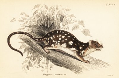 Tiger quoll, Dasyurus maculatus., 1841 (kaiverrus) tekijältä Georges Robert Waterhouse