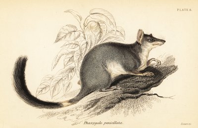 Tuan o wambenger comú, Phascogale tapoatafa. ,1841 (gravat)finès tekijältä Georges Robert Waterhouse