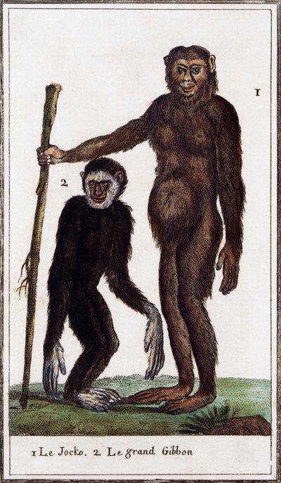 Jocko, simpanssi tai gibbon, piirros Histoire naturellesta, Georges-Louis Leclerc Buffonin kreivi (1707-1788), akvarellikaiverrus tekijältä Georges de Buffon