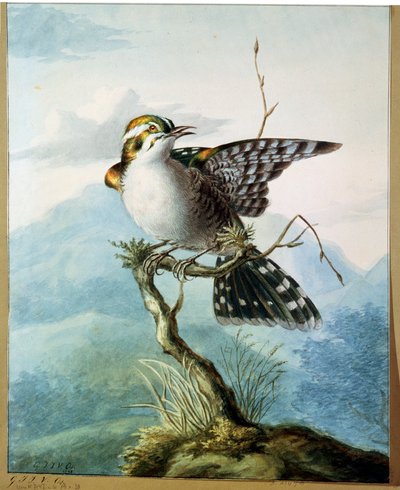 Pieni lintu, 1798 tekijältä Georgius Jacobus Johannes van Os