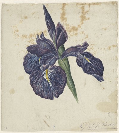 Iiris tekijältä Georgius Jacobus Johannes van Os