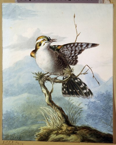 ""Pieni lintu"" (Pieni lintu) Georgius Jacobus Johannes van Osin (1782-1861) akvarelli 1798 Pushkin-museo, Moskova tekijältä Georgius Jacobus Johannes van Os