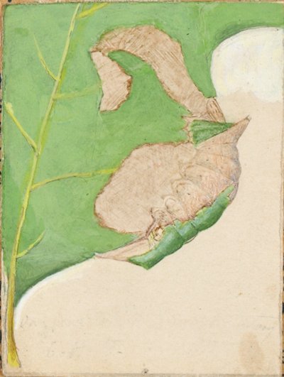 Oak Leaf Edge Caterpillar, opinnäytetyö kirjaa varten Concealing Coloration in the Animal Kingdom varten. tekijältä Gerald H. Thayer