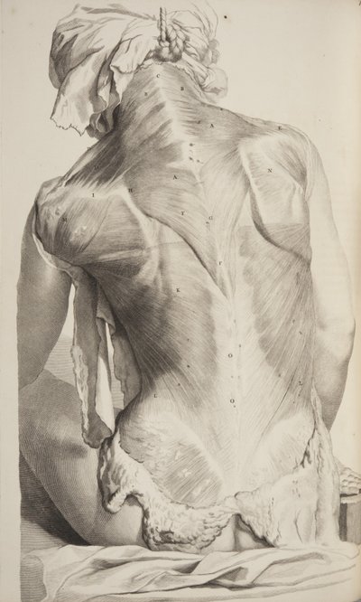 Govard Bidloo, ihmiskehon anatomia, 1685 tekijältä Gerard de Lairesse