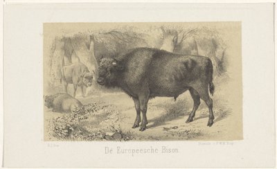 Euroopan biisoni Euroopan biisoni (otsikko esineessä) tekijältä Gerardus Johannes Bos