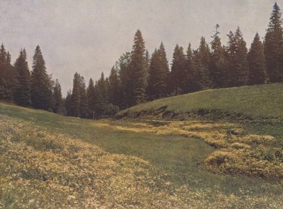 Niitty Feldbergillä, Schwarzwald, Saksa (värikuva) tekijältä German Photographer