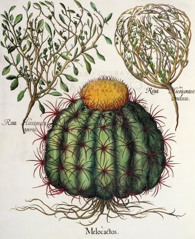1.Melocactus; 2.Rosa Hiericontea 3. Rosa Hiericontea, Basil Beslerin (1561-1629) Hortus Eystettensisistä, pub. 1613 tekijältä German School
