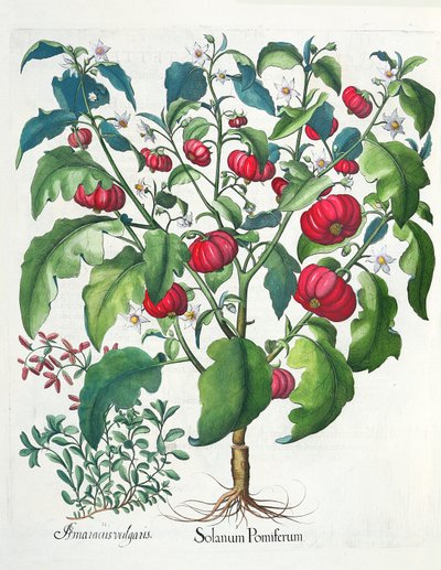 1. Solanum-hedelmä 2. Amaracus vulgaris, Basil Beslerin (1561-1629) Hortus Eystettensisistä, pub. 1613 tekijältä German School