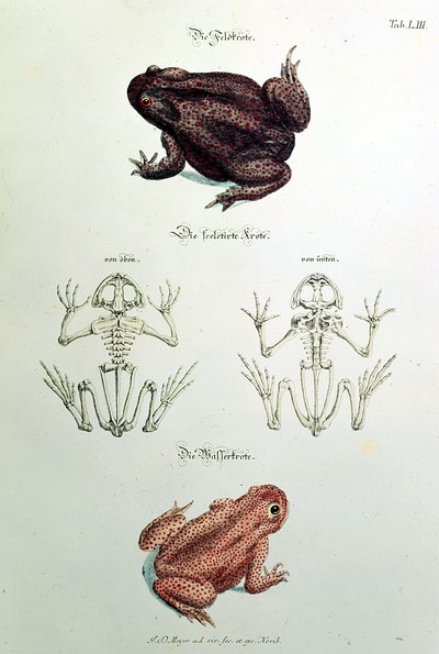 460 fol.1 rupikonnat, levy LIII julkaisusta "Miellyttävä ja hyödyllinen ajanviete", kirjoittanut Johann Daniel Meyer, Nürnberg tekijältä German School