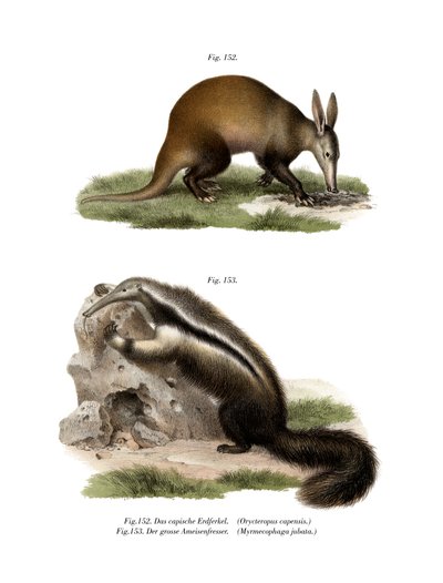 Aardvark, 1860 tekijältä German School