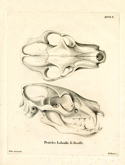 Aardwolf Skull (värillinen kaiverrus) tekijältä German School