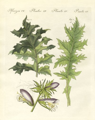 Acanthus-kasvit (värillinen kaiverrus) tekijältä German School