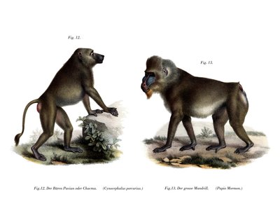 Afrikan paviaani, 1860 tekijältä German School
