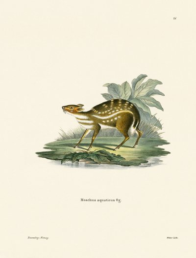 Afrikkalainen Chevrotain (värillinen kaiverrus) tekijältä German School