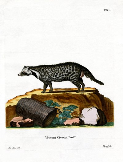 African Civet (värillinen kaiverrus) tekijältä German School